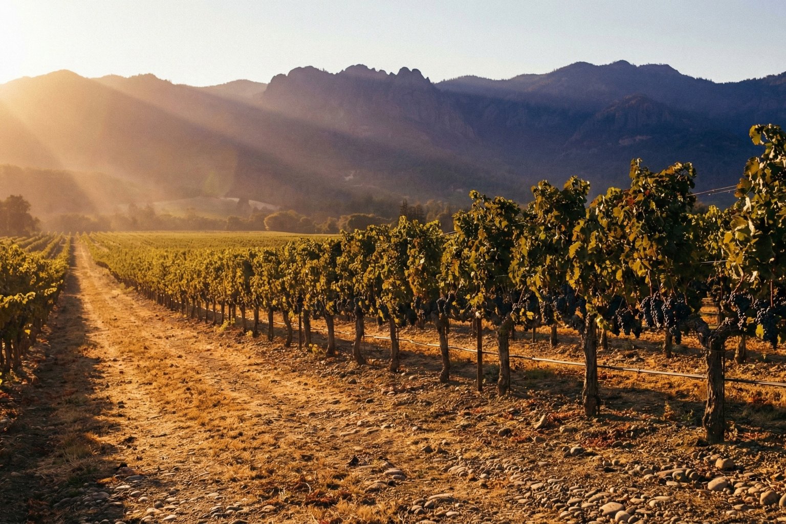 Vineyard with rows of grapevines under a mountainous landscape during sunset.